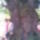 Enlaka__a_700_eves_fa_alatt_2009_376771_66964_t