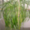 Feng Shui növények