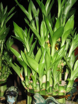 Feng Shui növények