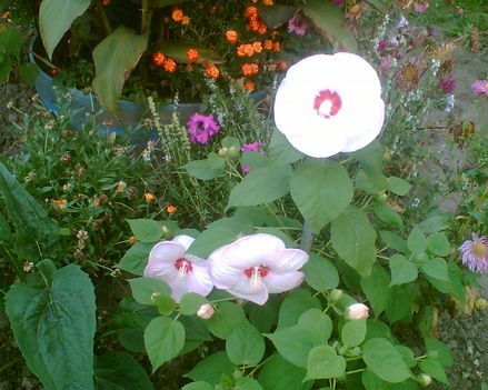 hibiszkusz sok virága