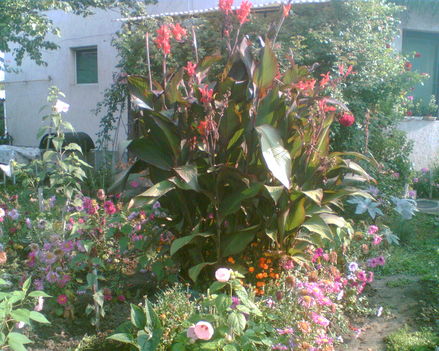 kert tele virággal