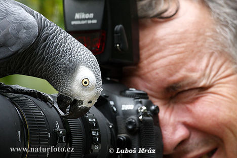 psittacus-erithacus