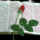 Biblia_377468_73625_t