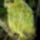 Kakapo_377993_33970_t