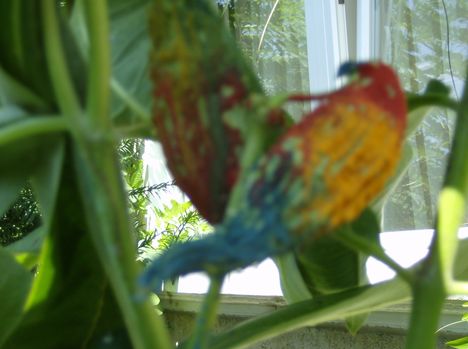 papagáj virág