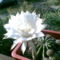 Virágzó kaktuszom