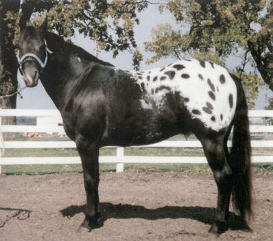 Appaloosa-Stallion-after