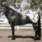 Appaloosa-Stallion-after