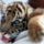 Baby_tiger_tongue_out_378129_48062_t