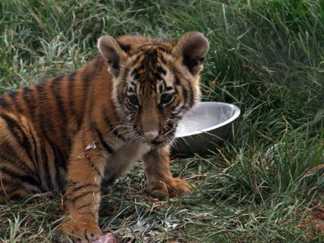 baby-tiger-2