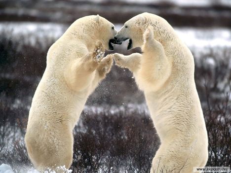 Verekedő_jegesmedvék-Manitoba-Kanada