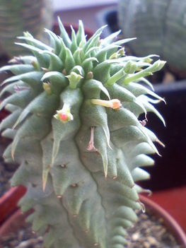 Euphorbia suzanae