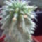 Euphorbia suzanae