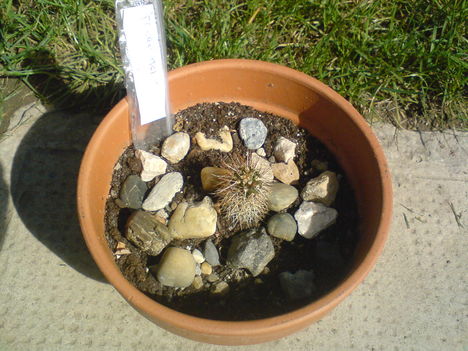 Ferrocactus