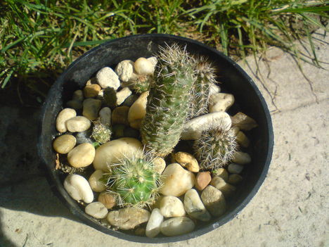 kaktusztál
