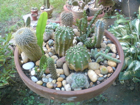 kaktusztál
