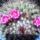 Mammillaria-007_379376_77156_t