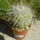 Mammillaria_parkinsonii_379409_94592_t