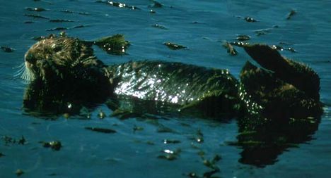 Otter_sea-kelp-RLB