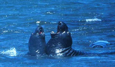 Seal_elephant-fighting