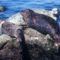 Seals_harbor-pg3