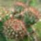 Echinopsis sarjak