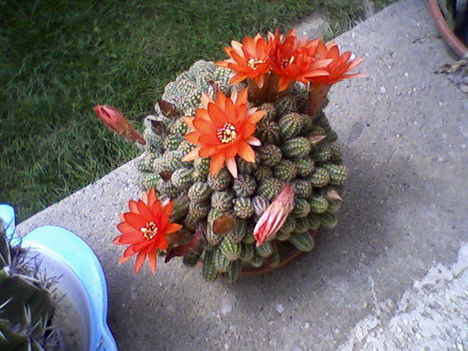 Kicsi kaktusz tele virággal