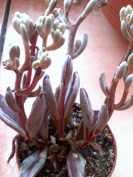 Lenophyllum guttatum fma.variegatum