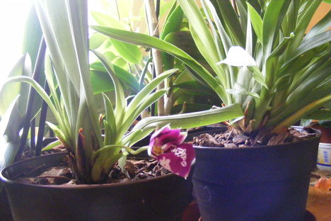 Miltonia Orchidea  tőviről hozott virággal távolról