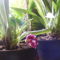 Miltonia Orchidea  tőviről hozott virággal távolról