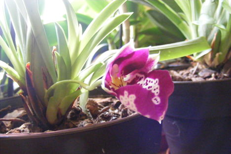 Miltonia orchidea tövéröl hozott virággal közelről / harmadjára virágzik