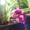 Miltonia Orchidea tőviről hozott virággal közelről