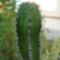 Myrtillocactus