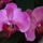 Orchidea-004_307816_49490_t