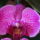 Orchidea-005_307815_13109_t