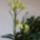 Orchidea-009_307811_72310_t