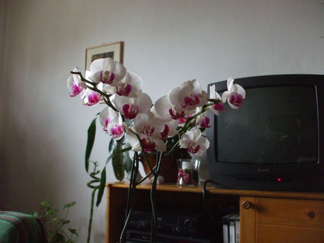 orchidea