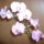 Orchideam-001_370023_20859_t