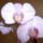 Orchideam-002_370024_92431_t