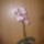 Orchideam_370022_64772_t