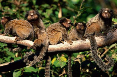 Selyem majmocskák