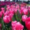 tulipan-036