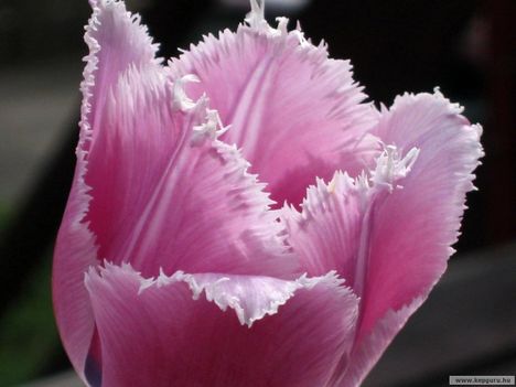 tulipan-049