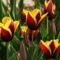 tulipan-123