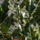 Tuskeslevelu_magyal_ilex-001_307827_96166_t