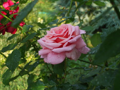A harmatos rózsa