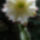 Cereus_chalybaeus_381886_11428_t