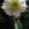 Cereus chalybaeus
