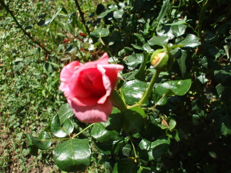 Rózsám