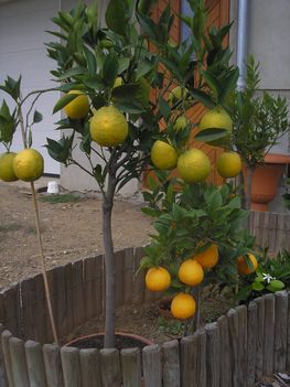 Citruskertem egy része